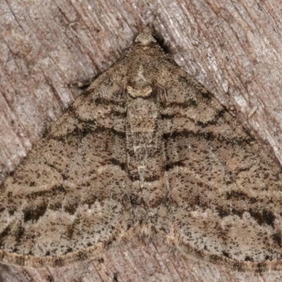 Lipogya eutheta (Grey Bark Moth) at Melba, ACT - 6 Mar 2021 by kasiaaus