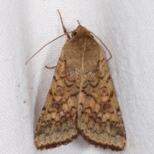 Helicoverpa armigera at Melba, ACT - 7 Mar 2021 12:43 AM