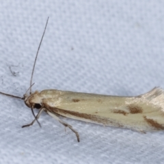 Corynotricha antipodella (a Concealer Moth) at Melba, ACT - 7 Mar 2021 by kasiaaus