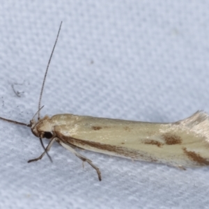 Corynotricha antipodella at Melba, ACT - 7 Mar 2021