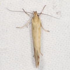 Corynotricha antipodella at Melba, ACT - 7 Mar 2021