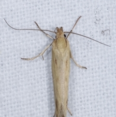 Corynotricha antipodella at Melba, ACT - 7 Mar 2021