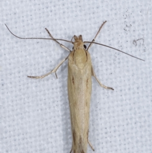 Corynotricha antipodella at Melba, ACT - 7 Mar 2021