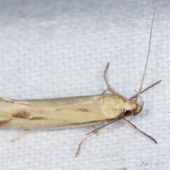 Corynotricha antipodella at Melba, ACT - 7 Mar 2021 12:45 AM