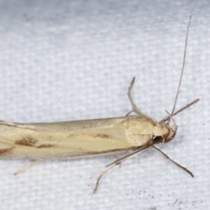 Corynotricha antipodella at Melba, ACT - 7 Mar 2021