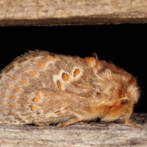 Pseudanapaea (genus) at Melba, ACT - 7 Mar 2021