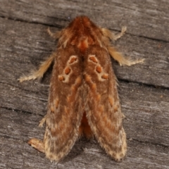 Pseudanapaea (genus) at Melba, ACT - 7 Mar 2021