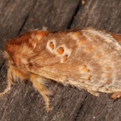 Pseudanapaea (genus) at Melba, ACT - 7 Mar 2021