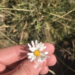 Brachyscome aculeata (Hill Daisy) at Bimberi, NSW - 6 Mar 2021 by Tapirlord