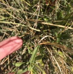 Brachyscome aculeata at Bimberi, NSW - 6 Mar 2021