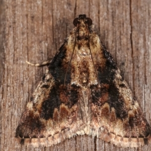 Orthaga thyrisalis at Melba, ACT - 7 Mar 2021 08:35 PM