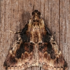 Orthaga thyrisalis at Melba, ACT - 7 Mar 2021 08:35 PM