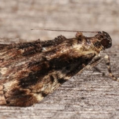 Orthaga thyrisalis at Melba, ACT - 7 Mar 2021 08:35 PM