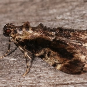 Orthaga thyrisalis at Melba, ACT - 7 Mar 2021 08:35 PM