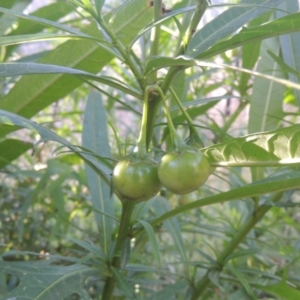 Solanum linearifolium at Paddys River, ACT - 11 Feb 2021