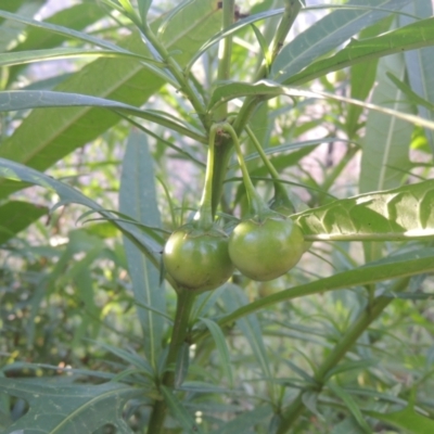 Solanum linearifolium (Kangaroo Apple) at Paddys River, ACT - 11 Feb 2021 by michaelb