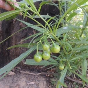 Solanum linearifolium at Paddys River, ACT - 11 Feb 2021