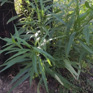 Solanum linearifolium at Paddys River, ACT - 11 Feb 2021