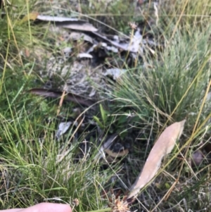 Oreomyrrhis ciliata at Bimberi, NSW - 6 Mar 2021