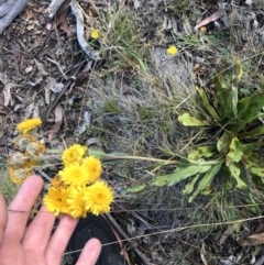 Podolepis robusta (Alpine Podolepis) at Bimberi, NSW - 6 Mar 2021 by Tapirlord