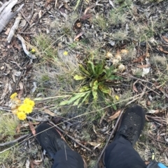 Podolepis robusta at Bimberi, NSW - 6 Mar 2021