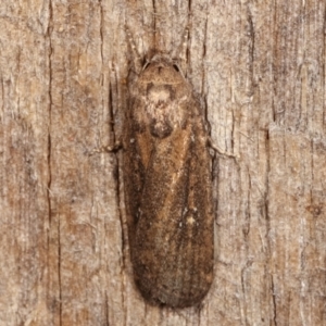 Athetis tenuis at Melba, ACT - 7 Mar 2021 08:40 PM