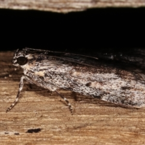 Spectrotrota fimbrialis at Melba, ACT - 7 Mar 2021 08:43 PM