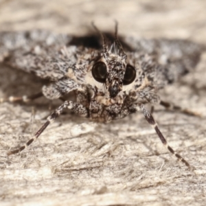 Spectrotrota fimbrialis at Melba, ACT - 7 Mar 2021 08:43 PM