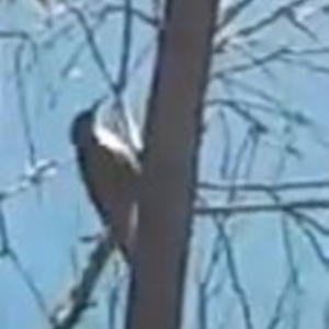 Cormobates leucophaea at Cotter River, ACT - 11 Mar 2021