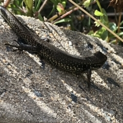 Eulamprus tympanum (Southern Water Skink) at Bimberi, NSW - 6 Mar 2021 by Tapirlord