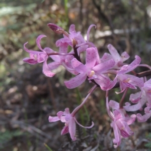 Dipodium roseum at Paddys River, ACT - suppressed