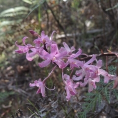 Dipodium roseum at Paddys River, ACT - suppressed