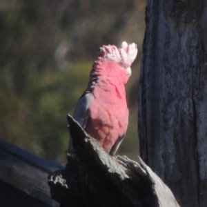 Eolophus roseicapilla at Paddys River, ACT - 11 Feb 2021