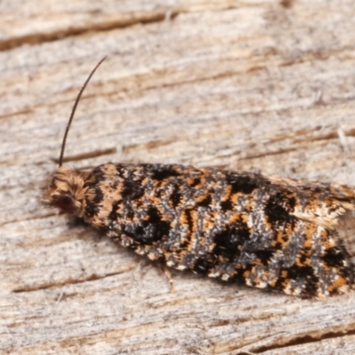 Isochorista (genus) (A Tortricid moth) at Melba, ACT - 7 Mar 2021 by kasiaaus