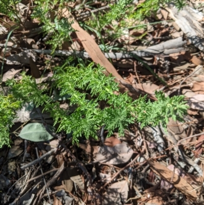 Unidentified Daisy at Greenway, ACT - 9 Mar 2021 by mainsprite