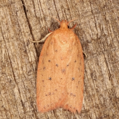 Garrha carnea (A concealer moth) at Melba, ACT - 7 Mar 2021 by kasiaaus