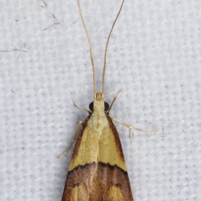 Crocanthes prasinopis (A Curved -horn moth) at Melba, ACT - 7 Mar 2021 by kasiaaus