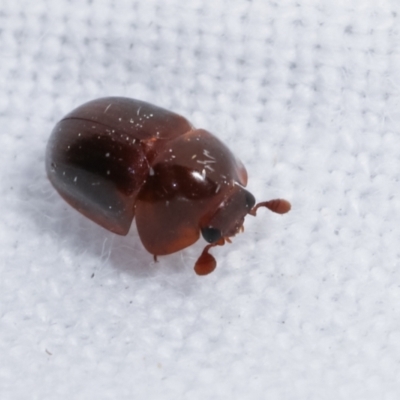 Cychramptodes murrayi (Wattle tick scale predator) at Melba, ACT - 7 Mar 2021 by kasiaaus