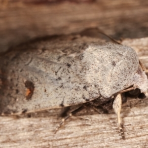 Proteuxoa tibiata at Melba, ACT - 7 Mar 2021 11:32 PM