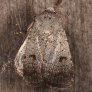 Proteuxoa tibiata at Melba, ACT - 7 Mar 2021 11:32 PM