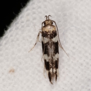 Labdia nesophora or nby species at Melba, ACT - 7 Mar 2021 11:48 PM