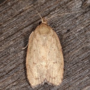 Garrha leucerythra at Melba, ACT - 7 Mar 2021 11:56 PM