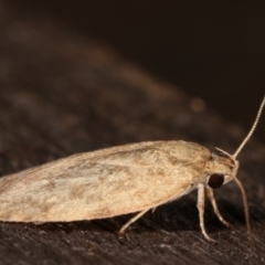 Garrha leucerythra at Melba, ACT - 7 Mar 2021 11:56 PM