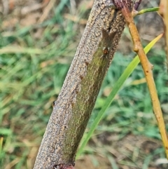 Erebidae (family) (Unidentified immature Erebid moth) at Molonglo Valley, ACT - 11 Mar 2021 by galah681