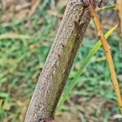 Unidentified Insect at Molonglo Valley, ACT - 10 Mar 2021 by galah681