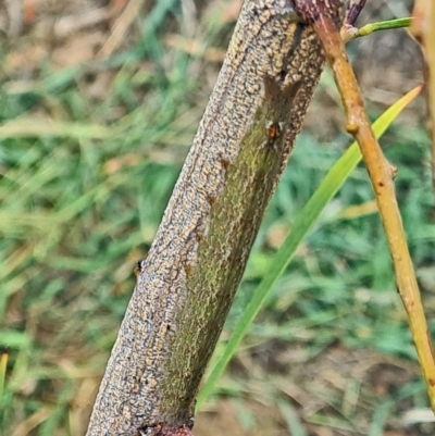 Erebidae (family) (Unidentified immature Erebid moth) at Molonglo Valley, ACT - 11 Mar 2021 by galah681