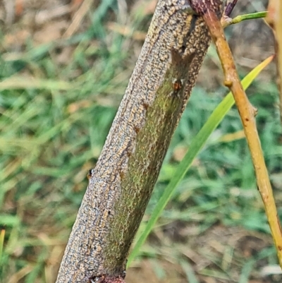 Unidentified Insect at Molonglo Valley, ACT - 10 Mar 2021 by galah681