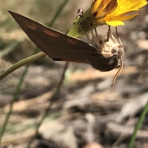 Lepidoptera unclassified ADULT moth at Bimberi, NSW - 6 Mar 2021