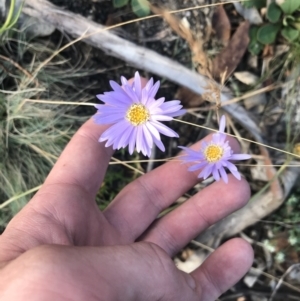 Brachyscome spathulata at Bimberi, NSW - 6 Mar 2021 04:41 PM