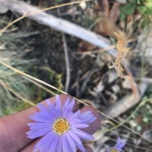 Brachyscome spathulata at Bimberi, NSW - 6 Mar 2021